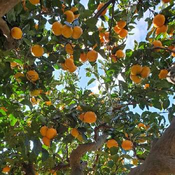 みかん県民の画像 by よだかさん | 畑と実のなる植物とみかんの木と柑橘とみかん県民
