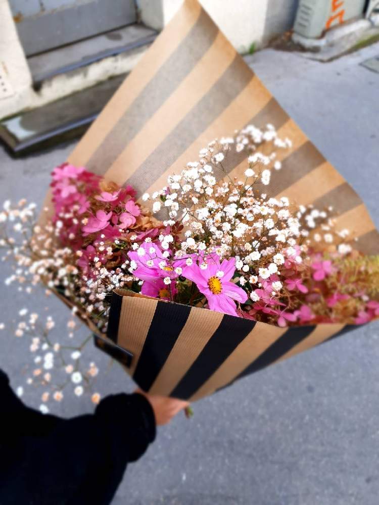 コスモスの投稿画像 By Miyu Miyuさん かすみ草とピンク系の紫陽花とお出かけ先とブーケと街角とはなのある暮らしとブーケと街角とはなのある暮らし 21月11月12日 Greensnap グリーンスナップ Greensnap グリーンスナップ コスモスの投稿画像 By Miyu Miyuさん かすみ草とピンク系の紫陽花とお出かけ先とブーケと街角とはなのある暮らしとブーケと街角とはなのある暮らし 21月11月12日 Greensnap グリーンスナップ Greensnap グリーンスナップ