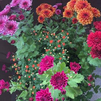 ガーデンマムの画像 by はくほうさん | バルコニー/ベランダとスプレーギクとスプレー菊とガーデンマムとピンクの花とチーム愛知