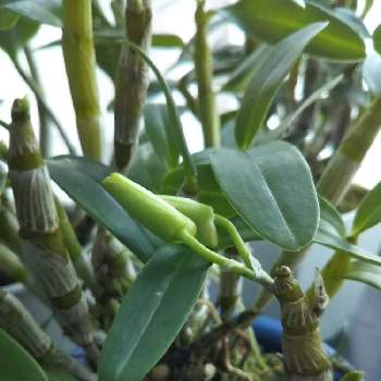 デンドロビウムに花芽がの投稿画像一覧 Greensnap グリーンスナップ