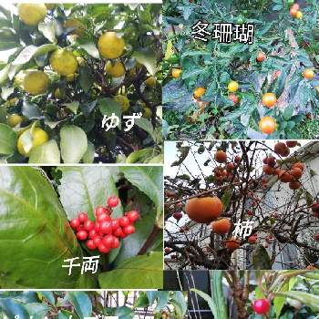 ゆずの実の投稿画像一覧 Greensnap グリーンスナップ