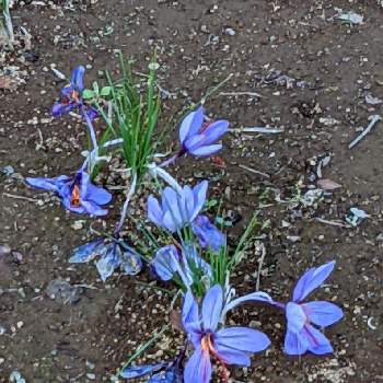 青色のお花の画像 by もぐjuhさん | お出かけ先とプランターと花色と葉っぱとお顔がこんにちはとGoogle Pixel5と青色のお花と花いろいろと君も花が好きなのかと元気に育ててますよ