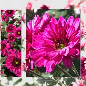 スプレーギクの画像 by ニコちゃんさん | お出かけ先とスプレーギクと季節を感じる♪とスプレーマム。と今日のお花と元気もらえると埼玉とスプレーキクと小菊♡