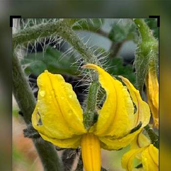 ミニトマトの花の投稿画像一覧 Greensnap グリーンスナップ