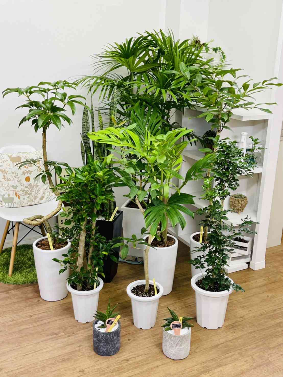 モンステラジェイドウィングの一覧|🍀GreenSnap(グリーン モンステラジェイドウィングの一覧|🍀GreenSnap(グリーン