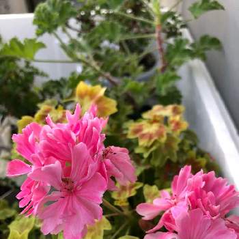 ゼラニウム ペラルゴニウムの投稿画像一覧 Greensnap グリーンスナップ