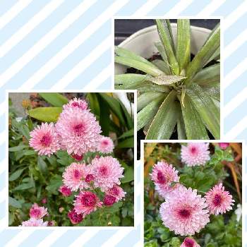 ピンポンマム　ピンポン菊の画像 by mimimiさん | 小さな庭とピンポンマム　ピンポン菊とパイナップルの葉といつもありがとう♡とおうち園芸とカワイイ♡といつも心に太陽をと楽しい〜と花と虫とmimimiのピンポンマムと金曜日の蕾たち