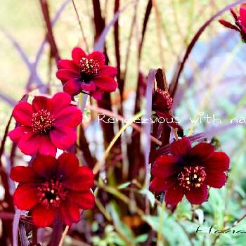 黒いお花の画像 by ハナコさん | お出かけ先とチョコレートコスモス チョカモカと神戸相楽園と黒いお花