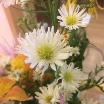 スプレーギクの画像 by チャポコさん | スプレーギクと今日のお花と花のある暮らしと白い花とお花屋さんと花束