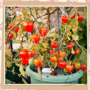 ハンギング用トマト大王の投稿画像一覧 Greensnap グリーンスナップ