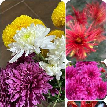 スプレーギクの画像 by 梨風さん | スプレーギクとキクとスプレーマムと今日のお花