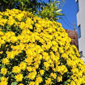 スプレーギクの画像 by やまさんさん | スプレーギクと黄色い花と今日のお花とわが家と菊 キク きくと黄色い花∞