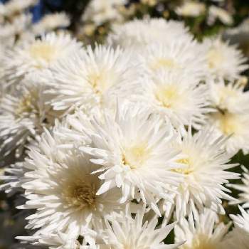 スプレーギクの画像 by hotaruさん | お出かけ先とスプレーギクと今日のお花と真っ白と野草　山野草と太陽の光を浴びてと花のある暮らしと純白マニア