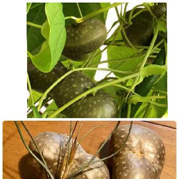 宇宙芋の投稿画像一覧 Greensnap グリーンスナップ