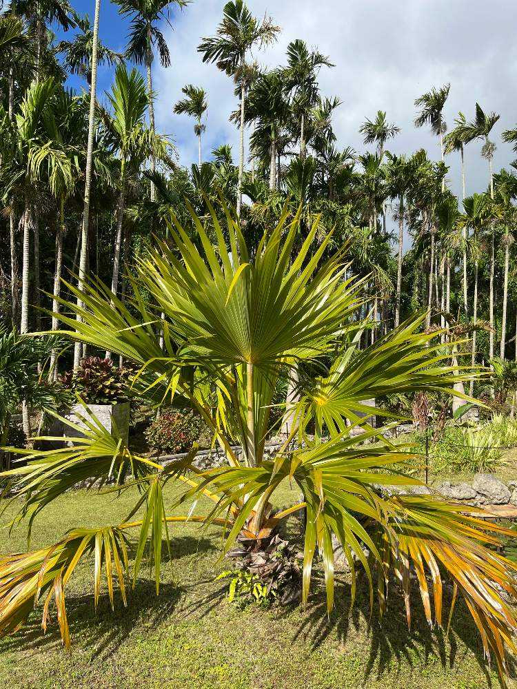 東南植物楽園に行ってきました🌴🌺 vol.1｜🍀GreenSnap（グリーンスナップ）