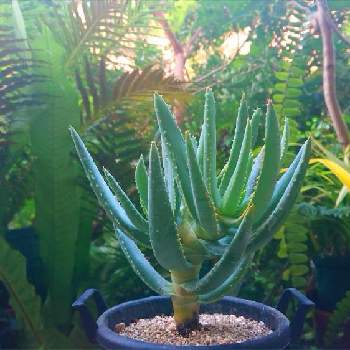 bota's Aloeの画像 by botanicallifeさん | バルコニー/ベランダとアロエ・ラモシシマとアロエ ラモシッシマとラモシシマとアロエ ラモシシマとアロエ属とエクゾティックプランツとプラントハント収穫記録2021botaとbota's Aloe