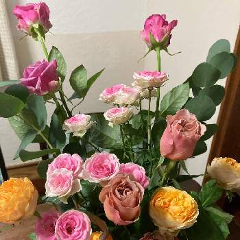 薔薇 ノスタルジーの投稿画像一覧｜🍀GreenSnap（グリーンスナップ）