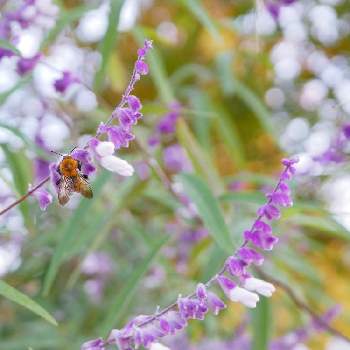 ハチさんの画像 by まぁさん | お出かけ先とお出かけ先にてとハチさんとサルビア・セージと清水公園花ファンタジア