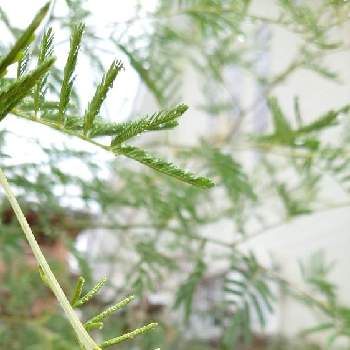 アカシア デアネイの投稿画像一覧 Greensnap グリーンスナップ