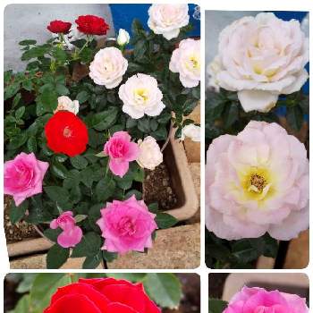 薔薇が好きの画像 by ともこさん | 小さな庭と薔薇♡とミニバラ♡と薔薇が好きとガーデニングと花のある暮らしとミニ薔薇
