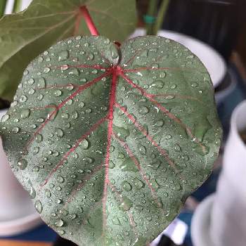 ハート形の葉の投稿画像一覧 Greensnap グリーンスナップ