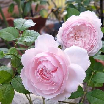 みさき バラの画像 by Bree Van de Kampさん | 小さな庭と和ばらとばら バラ 薔薇とみさき バラと和ばら 美咲とおうち園芸とばら大好きとローズファームケイジとガーデニングと花のある暮らし