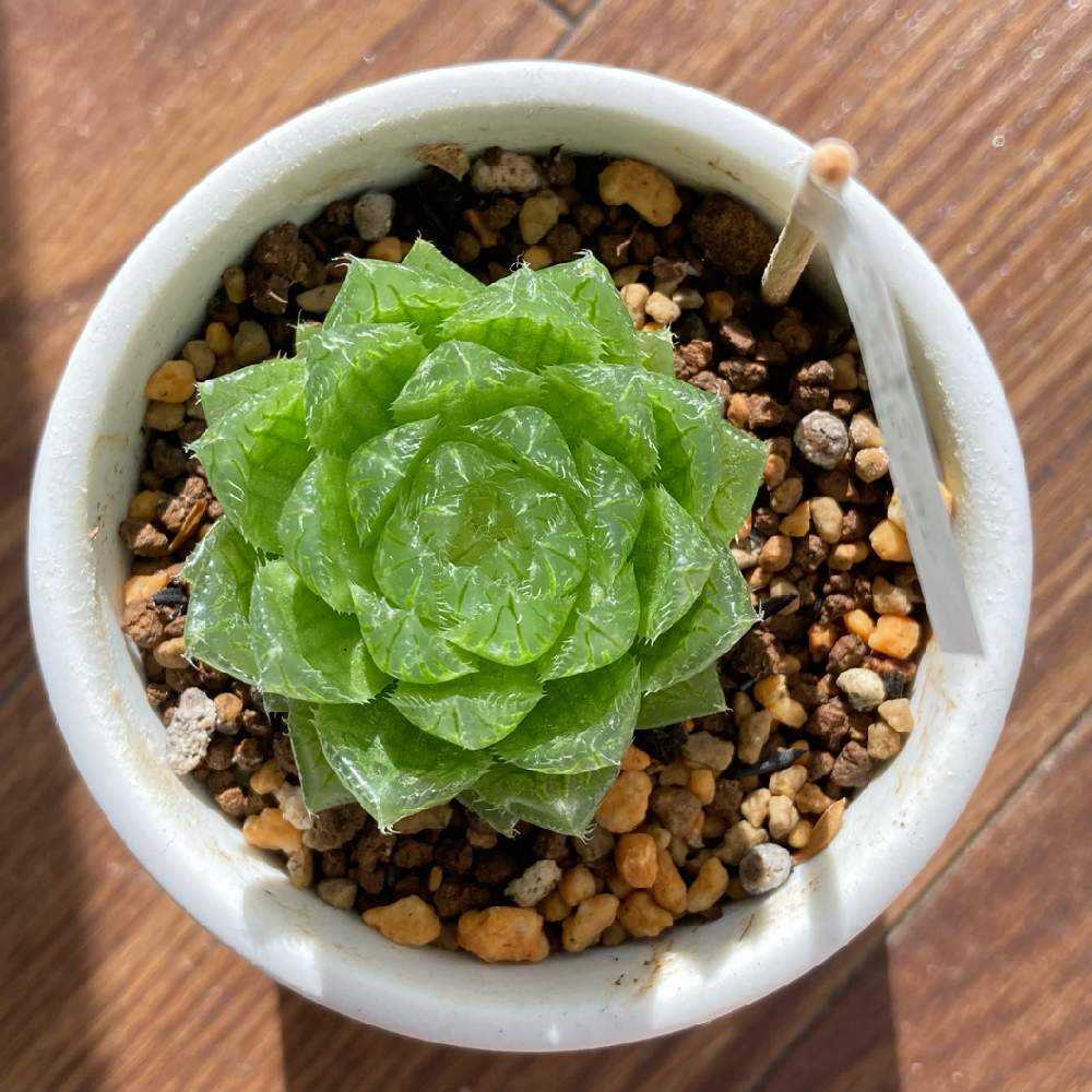 ハオルチア エメラルドLEDの成長記録｜🍀GreenSnap（グリーンスナップ）