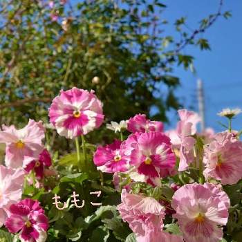 パンジー　ももこの画像 by michiさん | 小さな庭とピンク系とパンジー　ももことピンクの花とピンク愛好会とミッチの会とピンクピンク