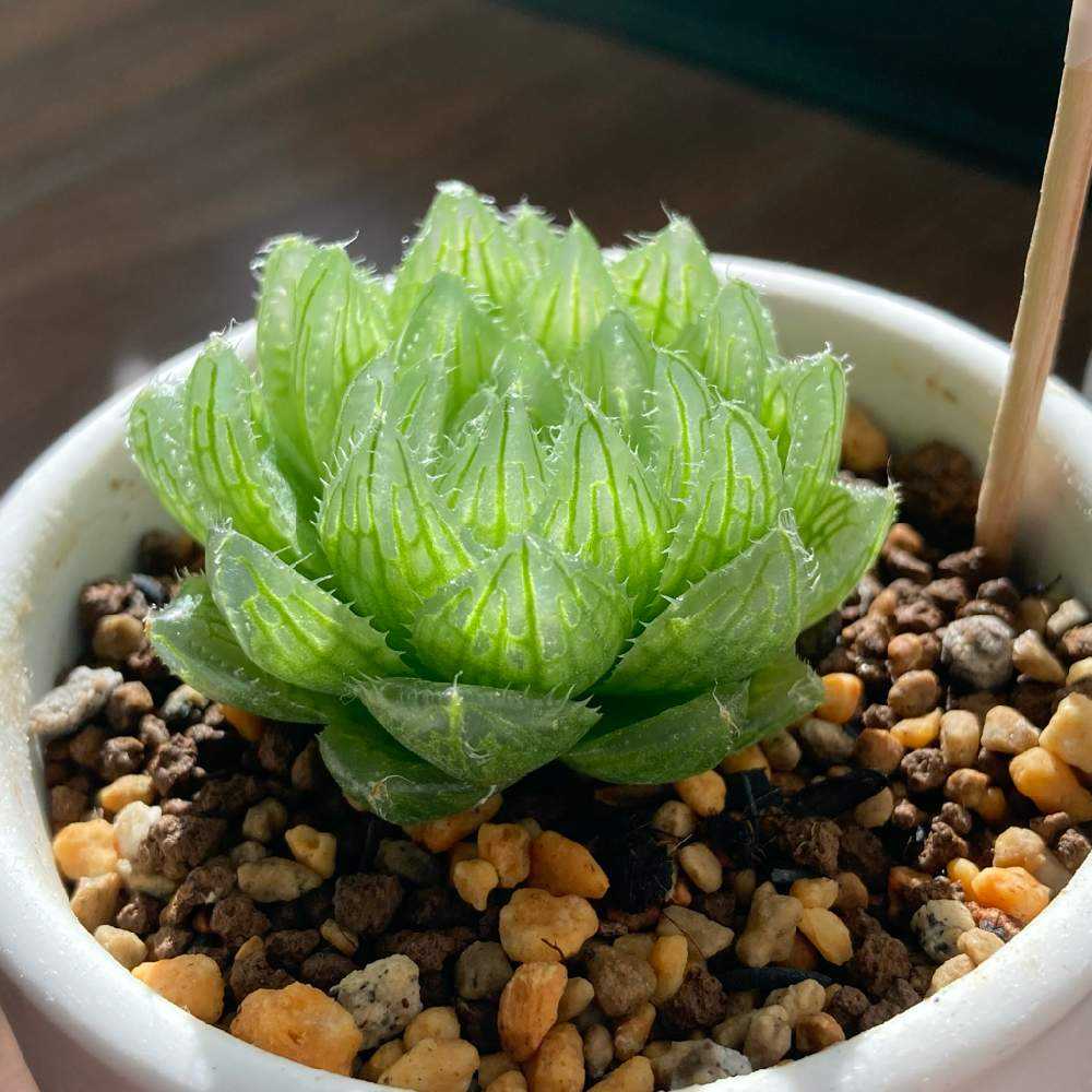 ハオルチア エメラルドLEDの成長記録｜🍀GreenSnap（グリーンスナップ）