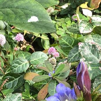 ブルーのときめき❣️の画像 by ケントさん | リンドウとヒメツルソバと青い花とブルーのときめき❣️と散歩とちっちゃいものクラブと美しく青きドヨウとピンク色の花と青い花マニア
