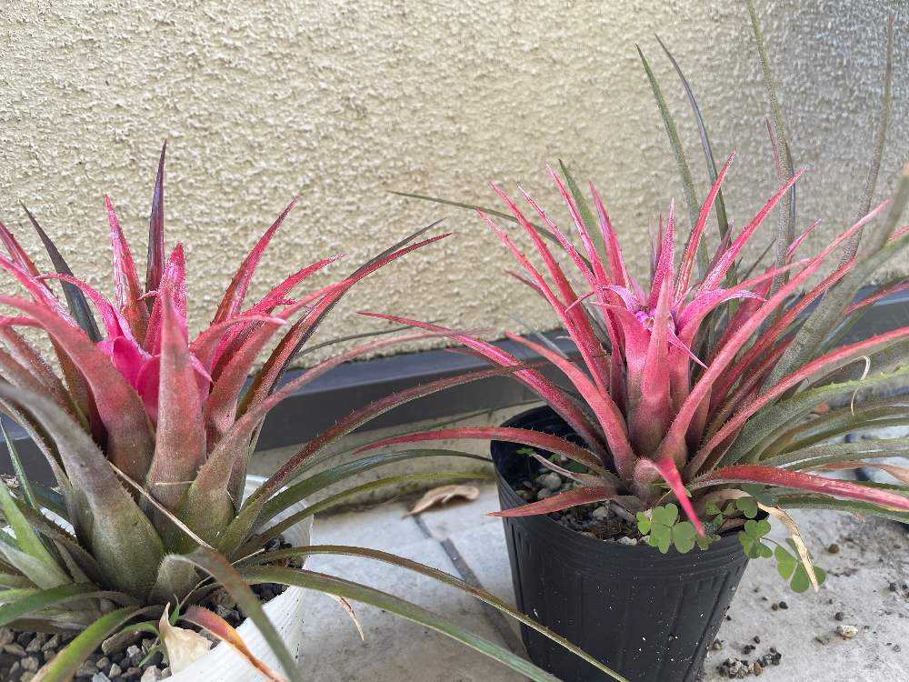 エクメア レクルバータ開花 Greensnap グリーンスナップ