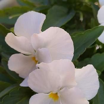 Xiqznyytwhgyvm Xiqznyytwhgyvm