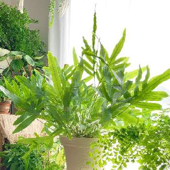 フレボディウム オーレウム ブルースターの投稿画像一覧 Greensnap グリーンスナップ