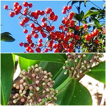 紅葉するの投稿画像一覧 Greensnap グリーンスナップ