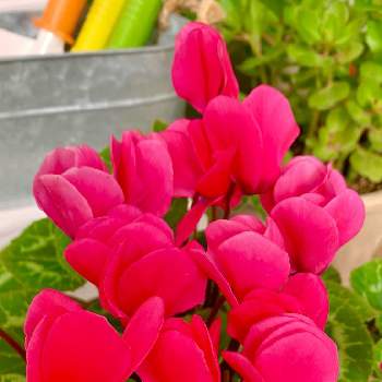 サクラソウ科シクラメン属の画像 by ejyoさん | シクラメンとサクラソウ科シクラメン属と赤色の花とサクラソウ科と花のある暮らしとお庭