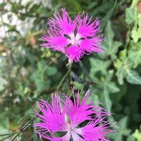 カワラナデシコの育て方 種まきや水やりの方法 開花時期は Greensnap グリーンスナップ