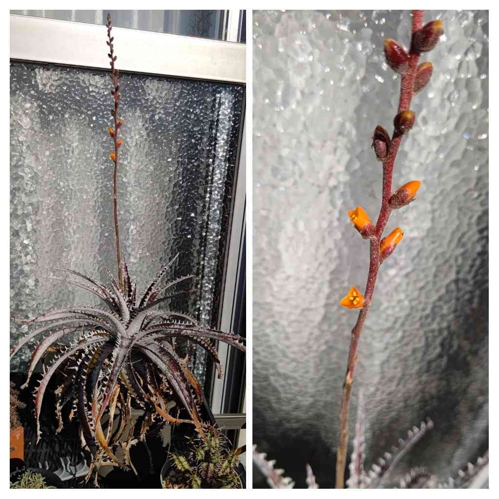 ディッキア グランマルニエ ホワイトフォリッジの一覧｜🍀GreenSnap