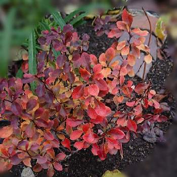 ヨッシーガーデン☘️2021の画像 by ヨッシー☘️さん | 小さな庭とメギと秋色の風景とヨッシーガーデン☘️2021と北海道からと紅葉♡といい色❤️と美しい✨✨と銅葉と北海道の庭とコトリトマラズ