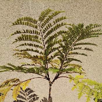ノウゼンカズラ科の画像 by sumiko87さん | 玄関とジャカランダ ブロッサムビューイングと大切な癒やしとレースの様な羽状複葉が美しいと美しい樹木とノウゼンカズラ科と落葉低木