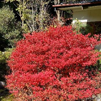 阿智村の画像 by ruriさん | ドウダンツツジと綺麗な紅葉と阿智村と田舎の家