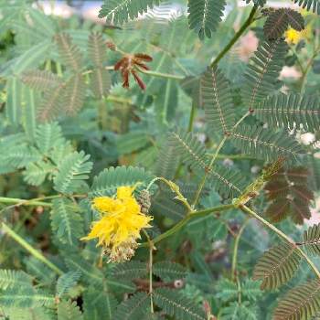 ミズオジギソウの投稿画像一覧 Greensnap グリーンスナップ