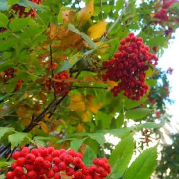 セイヨウナナカマドの投稿画像一覧 Greensnap グリーンスナップ