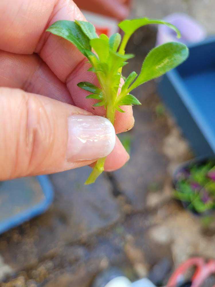 夏用挿し穂 🌱挿し芽&挿し木🌱でふやそう🙋｜🍀GreenSnap（グリーンスナップ）