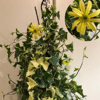 返品交換不可 1株 希少品種 斑入りマーガレットアイビー バリエガタ ワックスアイビー 植物 観葉植物