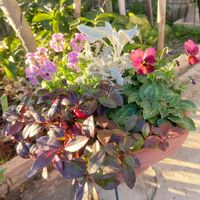 シクラメン,ガーデンシクラメン,ビオラ,チェッカーベリー,シルバーレースの画像