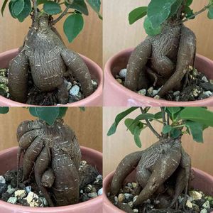 観葉植物,鉢植え,ダイソー産,100均観葉植物,葉っぱ好きの画像