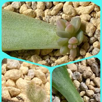 可愛い双子ちゃんの投稿画像一覧 Greensnap グリーンスナップ