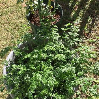 花ちゃん培養土の投稿画像一覧 Greensnap グリーンスナップ