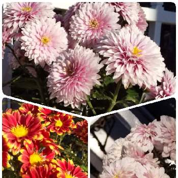 クッションマムの投稿画像一覧 Greensnap グリーンスナップ