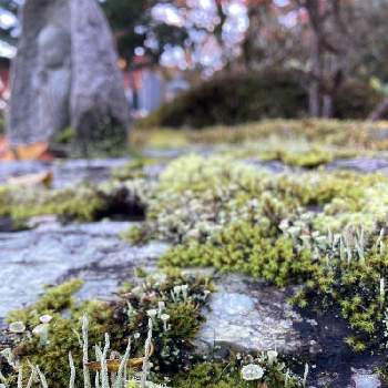 苔の魅力の画像 by ヒロヤさん | お出かけ先と 紅葉と茨城県袋田と苔の魅力